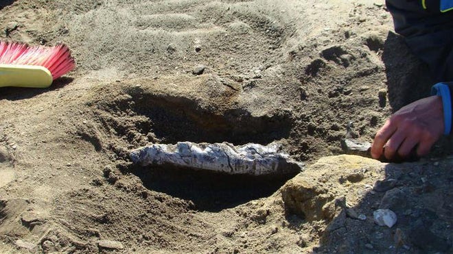 dinosaur fossil.jpg